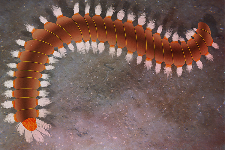 An image of a bearded fireworm part of the annelid group this bristle worm lives in the sea